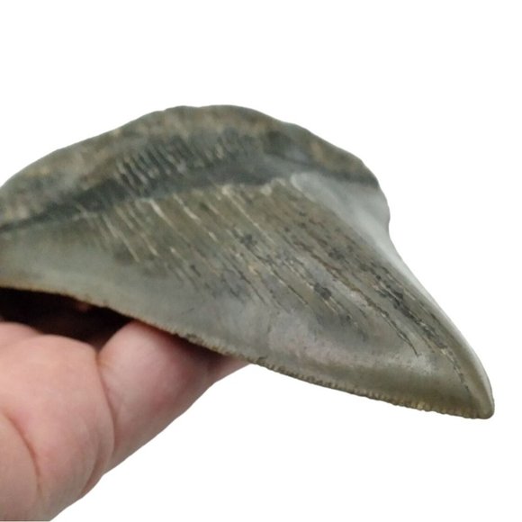 Prehistoric Otodus Megalodon Fossilized Shark Tooth Massive Top Quality Specimen - Picture 8 of 9